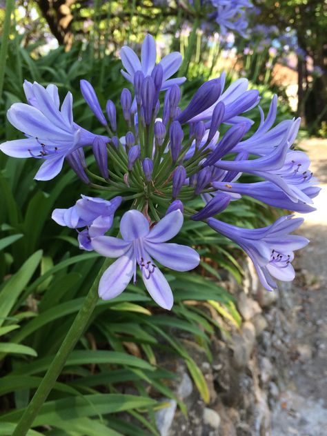 Agapanthus Agapanthus Africanus, Magical Cottage, African Lily, Purple Heart, My Flower, Beautiful Flowers, Wedding Planning, Art Painting, Lily