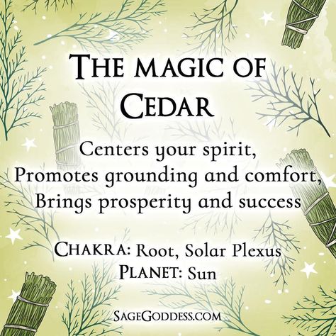 Cedar Witchcraft, Kitchen Witch Recipes, Magickal Herbs, Green Witchcraft, Plant Kitchen, Eclectic Witch, Magical Herbs, Witch Spell Book, Herbal Magic