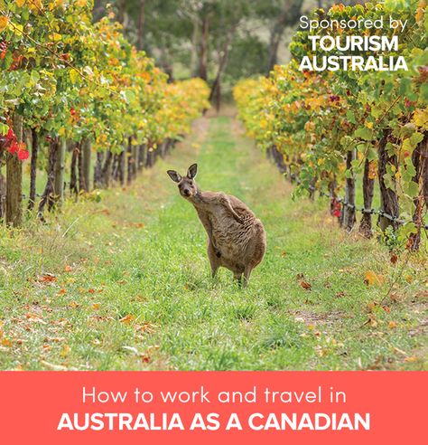 The Canadian's Guide to an Australian Working Holiday Job National Geographic Photo Contest, Australian Wine, Adelaide Hills, Winery Tours, Domestic Animals, National Geographic Photos, Wine Region, South Australia, Photo Contest