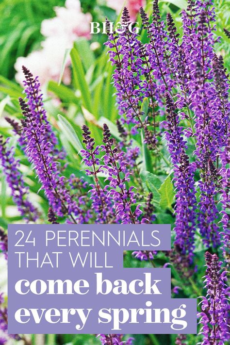 Sage Plants Perennials, Perennial Salvia Plant, Purple Salvia Perennials, May Night Salvia Landscape, Salvias In The Garden, Salvia Companion Plants, Salvia Plant Landscaping, Salvia Perennial, Garden Ideas Ireland