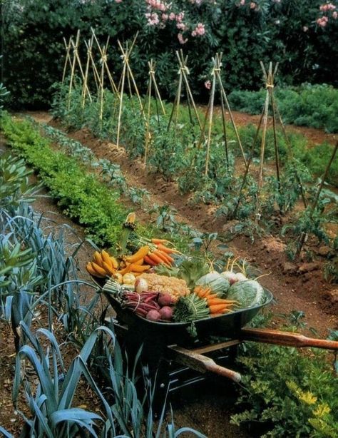 Robert Hadley, Farm Lifestyle, Potager Garden, Permaculture Gardening, Veg Garden, Have Inspiration, Home Vegetable Garden, Vegetable Garden Design, Food Garden