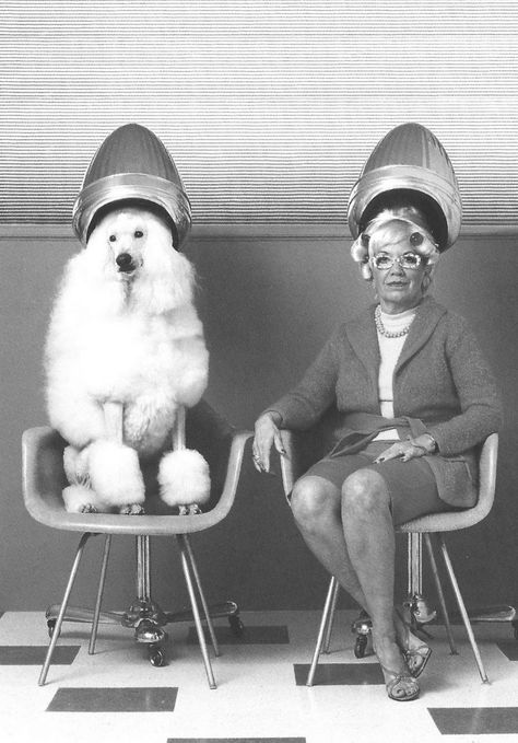 The way to beauty in the 1950s was not the most attractive. But the admiring glances were worth it. The 1950s woman went  to the beauty shop... Vintage Beauty Salon, Vintage Hair Salons, Vintage Poodle, Grooming Salon, Standard Poodle, American Bully, Appaloosa, Vintage Dog, Quarter Horse