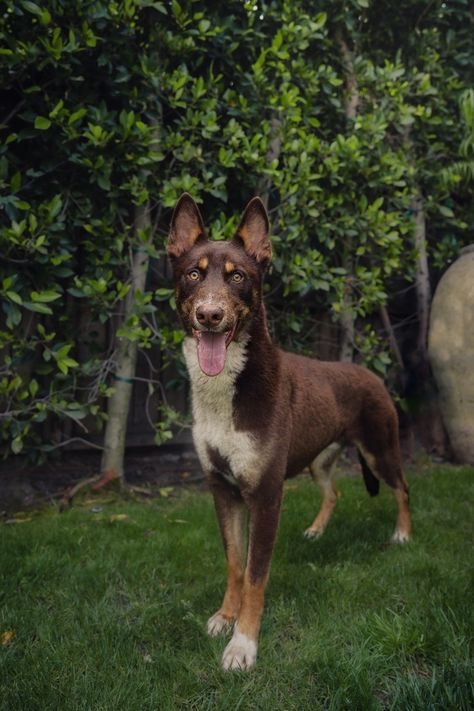 Luke is an adoptable doberman pinscher searching for a forever family near Los Angeles, CA. Use Petfinder to find adoptable pets in your area. Comfy Dog Bed, Doberman Mix, Mutt Dog, Calm Dogs, Husky Mix, Dog Door, Doberman Pinscher, Forever Family, Doberman