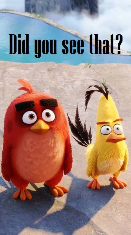 Angry Birds ! Chuck X Red, Angry Bird Movie, Angry Birds Chuck, Angry Birds Movie Red, Chuck Angry Birds, Birds Movie, Angry Birds Movie, Animation Movies, Angry Bird