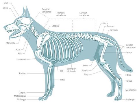 Vet Anatomy, Canine Anatomy, Skeletal Anatomy, Dog Skull, Skeleton Anatomy, Vet Medicine, Leg Bones, Tallest Dog, Dog Anatomy