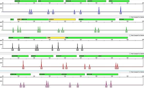 DNA profile with 24 genetic markers | NIST Forensic Anthropology, Forensic Scientist, Type Illustration, Forensic Science, Ancient Maps, Forensic, 2024 Vision, State Government, Genetic