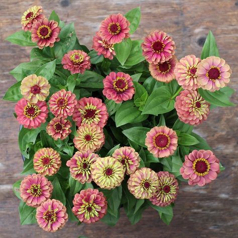 Queen Red Lime Zinnia, Zinnia Queen Red Lime, Queen Lime Zinnia, Lime Zinnia, Hardening Off Seedlings, Pick Flowers, Full Sun Plants, Cut Flower Garden, Sun Plants