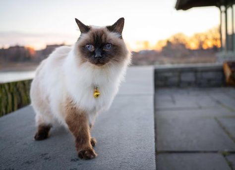 Balinese cats are often called long-haired Siamese cats thanks to their colorpoint markings and fluffy coat. Learn how to care for Balinese kittens and cats here. Balinese Kittens, Hypoallergenic Cats, Balinese Cat, Cat Allergies, Fluffy Coat, Senior Cat, Sugar Glider, Senior Dog, Cat Care