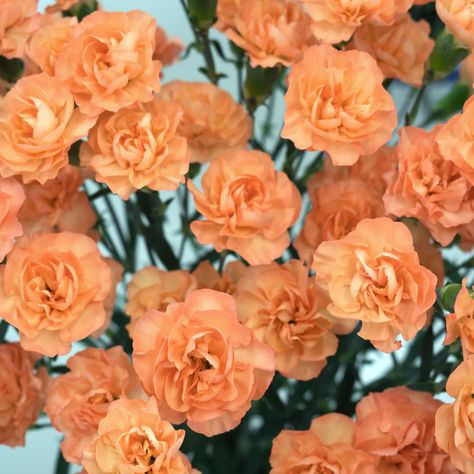 Peach colored carnation flowers Carnation Plants, Dianthus Flowers, Dianthus Caryophyllus, Zinnia Elegans, April Flowers, Cell Cover, Carnation Flower, Plant Spacing, Orange Wedding