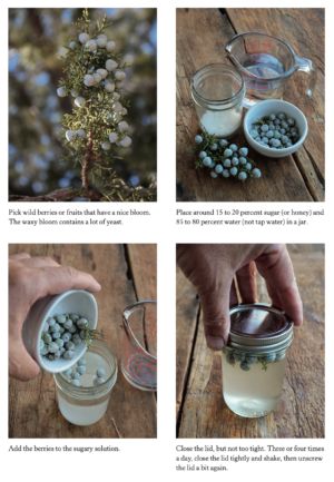 Wild Yeast Starter, Spruce Tips, Yeast Starter, Wine Yeast, Chelsea Green, Holistic Health Remedies, Wild Yeast, Fermented Drink, Dandelion Flower