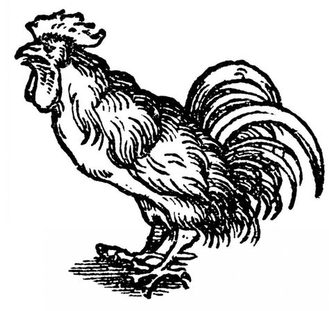 Medieval Tattoos, Rooster Tattoo, Woodcut Tattoo, Engraving Tattoo, Medieval Tattoo, Medieval Art, Old Books, Animal Tattoos, Art Logo