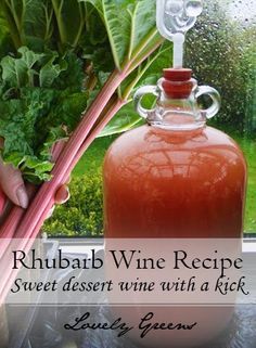 This recipe shows you how to use fresh rhubarb to make homemade sweet dessert wine with a kick #wine Rhubarb Wine Recipe, Rhubarb Wine, Homemade Wine Recipes, Wine Recipe, Homemade Wine, Rhubarb Recipes, Wine Desserts, Fermented Foods, Fermenting