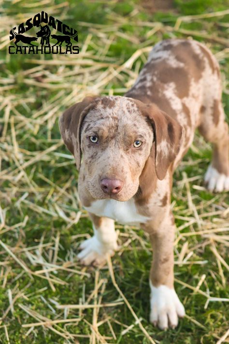 Leopard Dog Catahoula, Catahoula Leopard Hound, American Leopard Hound, Louisiana Catahoula Leopard Dog, Working Dogs Breeds, Mutt Dog, Catahoula Leopard, Catahoula Leopard Dog, Leopard Dog