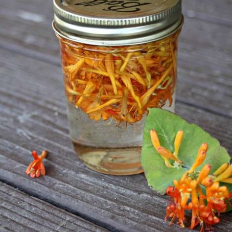 Honeysuckle glycerite is a natural remedy made without alcohol and with sweet flowers for a delightful way to get relief from sore throats. Forage Recipes, Holistic Tips, Diy Apothecary, Homemade Medicine, Cooking With Turmeric, Healing Remedies, Seasonal Living, Evil Minions, Sweet Flowers