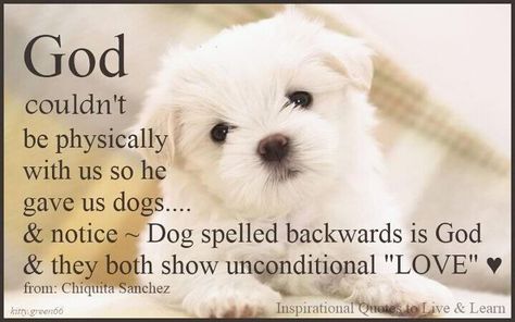 God couldn't be physically with us so he gave us dogs ~ Dog spelled backwards is God & both show unconditional love! Dogs Quotes, About Dogs, Important Quotes, White Dog, Dog Sitting, Animal Quotes, Dog Quotes, Unconditional Love, A Quote