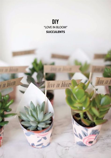 DIY Wedding Favors - DIY Love In Bloom Succulent Favors - Do It Yourself Ideas for Brides and Best Wedding Favor Ideas for Weddings - Step by Step Tutorials for Making Mason Jars, Rustic Crafts, Flowers, Small Gifts, Modern Decor, Vintage and Cheap Ideas for Couples on A Budget Outdoor and Indoor Weddings http://diyjoy.com/diy-wedding-favors Succulent Party Favors, Love In Bloom, Succulent Wedding Favors, Succulent Favors, Creative Wedding Favors, Succulent Gifts, Wedding Favors Cheap, Succulent Wedding, Favors Diy