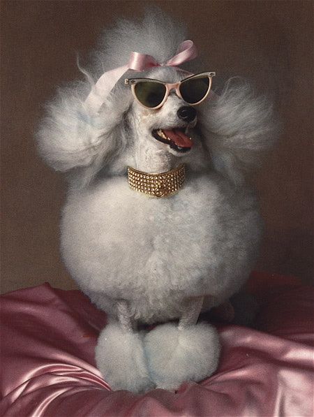 I tell you what darling........... Poodle Cuts, Pretty Poodles, French Poodle, Toy Poodles, French Poodles, Poodle Love, Real Dog, Standard Poodles, Pink Poodle