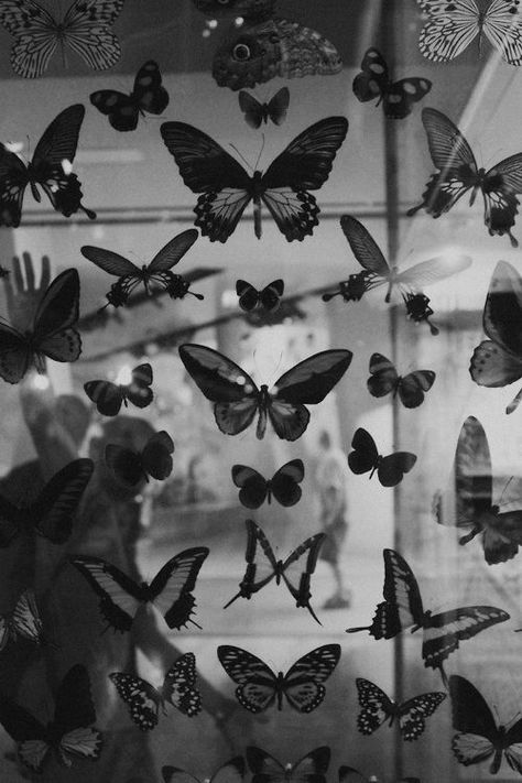 Black And White Photo Wall, Black And White Picture Wall, Butterfly Wallpaper Iphone, Butterfly Canvas, Picture Collage Wall, Photo Wall Collage, Black And White Aesthetic, Black Aesthetic Wallpaper, White Picture