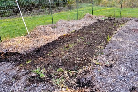 No Dig Vegetable Garden, Tilling A New Garden, No Till Gardening, Biointensive Gardening, Garden 101, Mushroom Compost, Dig Gardens, Backyard Vegetable Gardens, Vegetable Gardens