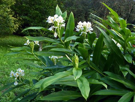 Hedychium coronarium - White Butterfly Flower Hedychium Gardnerianum, Hedychium Coronarium, Invasive Species, Butterfly Flower, White Butterfly, Butterfly Flowers, Love Flowers, Garden Landscaping, White Flowers