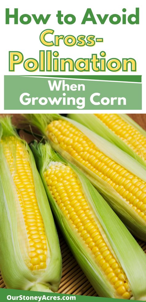 Did you know you have to be careful what types of corn you plant in your garden. When planting corn in the garden make sure you chek out these gardening tips on how to avoid cross-pollintation. Planting vegetables, growing vegetables, vegetable gardening Corn Patch Garden, Grow Corn In Backyard, Companion Plants For Corn, When To Plant Corn, Harvesting Corn, Planting Corn, Vegetables Growing, Cross Pollination, Funky Fruit