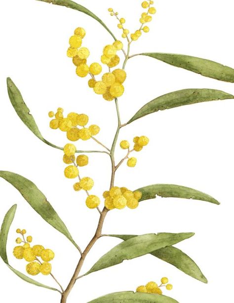 Wattle Flower, Animal Line Drawings, Golden Wattle, Japanese Flower Tattoo, Botanical Flowers Print, Tattoo Board, Australian Flowers, Australian Native Flowers, Australian Flora