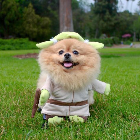 Yoda- #dog #cute #omg #daily #pomeranian #trending #adorable #pet #animal #smile #love #motivation #fun #beautiful #life #swag #amazing #diy #costume #doit #happy #yay #yoda #starwars #viral #halloween Animal Smile, Dog Education, Matching Halloween Costumes, Ghost Costume, Diy Costume, Matching Halloween, Pomeranian Dog, Dog Cute, Amazing Diy