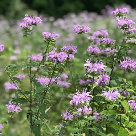 Organic Bee Balm | Wild Bergamot - Fruition Seeds Wild Bergamot, Bee Balm, Plant Spacing, Perennials, To Grow, Soil, The Balm, Seeds, Bee