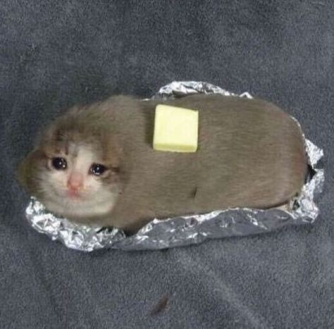 A Cat, Tin, Butter, Memes