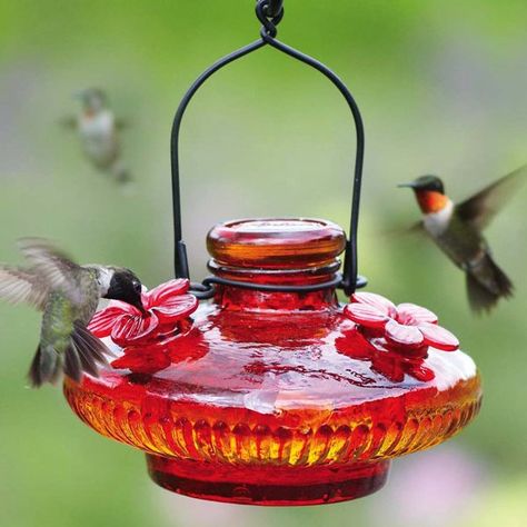 Hummingbird Feeders available in many styles. Choose from bottle style, top fill and glass hummingbird feeders. Easy Bird Feeders, Diy Hummingbird Feeder, Red Hummingbird, House Fly, Hummingbird In Flight, Hummingbird Food, Suet Feeder, Easy Bird, Glass Hummingbird Feeders