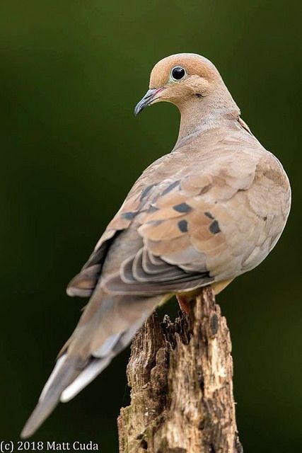 Types Of Doves, Dove Bird Aesthetic, Dove Bird Photography, Dove Reference, English Birds, Morning Doves, Dove Photo, Morning Dove, Dove Pigeon