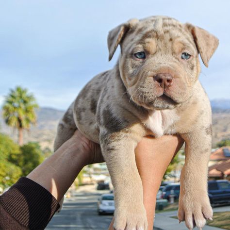 Spotted Pitbull, Cut Puppies, Merle Dogs, Merle Pitbull, Beautiful Pitbulls, Bully Xl, Pit Bull Puppies, Bully Breeds Dogs