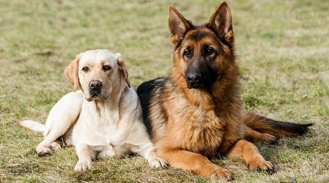 Labrador Retriever vs. German Shepherd: Breed Comparison German Dog Names, Cocker Spaniel Anglais, Alaskan Dog, German Shepherd Names, White German Shepherd, Dog Suit, Black German Shepherd, German Dog, German Dogs