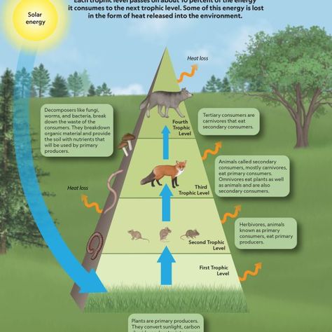 Demonstrate how energy is transferred and transformed within an ecosystem using this infographic. Trophic Level, Energy Transformations, Energy Transfer, Promotional Image, Simple Background Images, Food Chain, Energy Use, Energy Flow, Compare And Contrast