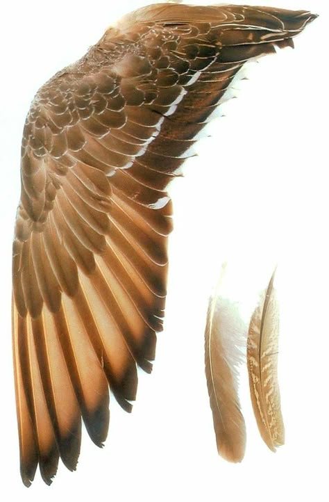 Wing Anatomy, Hawk Wings, Alas Tattoo, Spine Tattoo Ideas, Winged People, Owl Wings, Eagle Drawing, Wings Drawing, Wing Tattoo