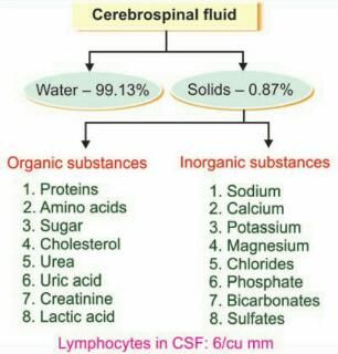 Composition of Cerebro spinal fluid (CSF) Spinal Flow, Choroid Plexus, Nursing Things, Brain Nerves, Spinal Fluid, Studying Tips, Craniosacral Therapy, Spinal Nerve, Cerebrospinal Fluid