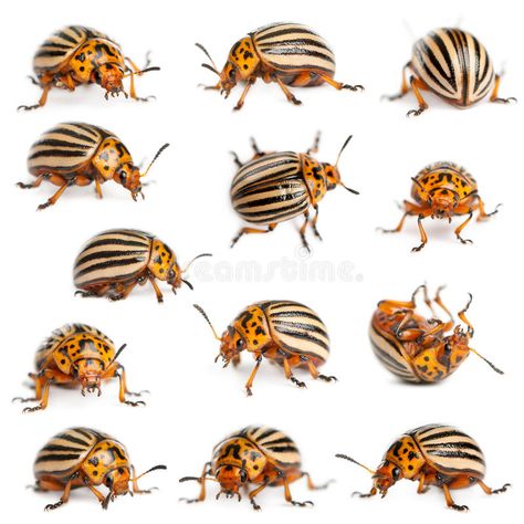 Colorado Potato Beetle, Mn Tattoo, Colorado Beetle, Insect Creature, Beetle Cartoon, Potato Beetle, Potato Bugs, Beetle Drawing, Beetle Illustration