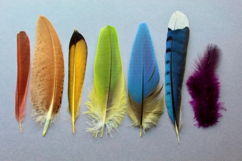 Found Feathers – Birding, ornithology, and feather identification Feather Identification, Forensic, My Passion, Bird Feathers, Animals Friends, My Name, Feathers, Birds, Animals