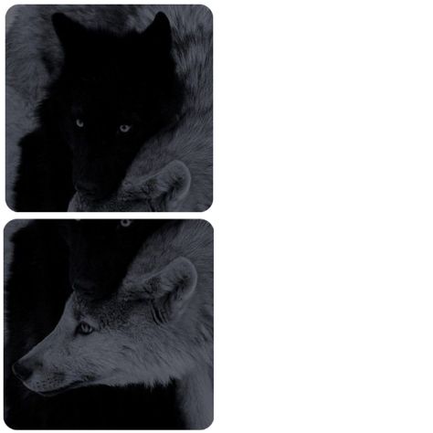 Wolves Matching Pfp, Matching Wolf Pfps, Wolf Matching Pfp, 2020 Cringe, Do Not Open, Just Pictures, White Wolf, Matching Profile, Matching Profile Pictures