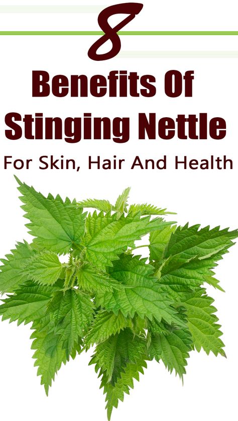 Nettle Leaf Benefits, Stinging Nettle Benefits, Benefits Of Stinging Nettle, Nettle Tea Benefits, Nettle Benefits, Touch Me Not Plant, Nettle Plant, Medicinal Remedies, Nettle Recipes