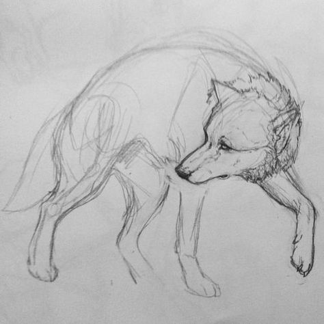 Feral Wolf Drawing, Wolf Looking Up Drawing, Wolf Standing Drawing, Wolf Art Sketch, Wolf Laying Down Drawing Reference, How To Draw A Wolf, Wolves Reference, Wolf Side Profile, Wolf Drawing Sketch