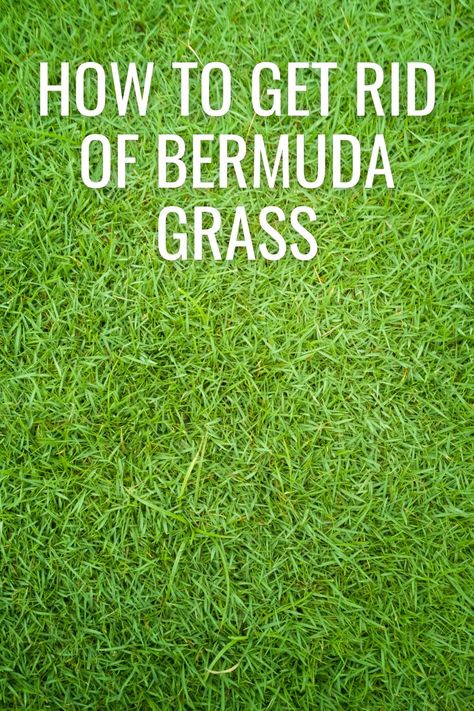 If you want Bermuda grass gone, check out these five methods for how to get rid of Bermuda grass once and for all. How To Get Rid Of Grass In A Flower Bed, Bermuda Grass Care Tips, Bermuda Grass Seed, Monkey Grass, Fescue Grass, Bermuda Grass, Lawn Care Tips, Arizona Landscape, Lawn And Landscape