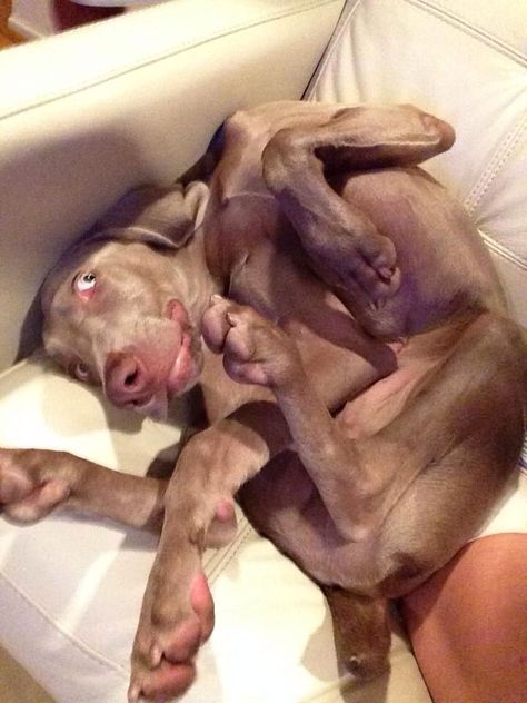 Funny Vizsla, Weimaraner Puppy, Weimaraner Puppies, Yoga Master, Weimaraner Dogs, Flash Games, Crazy Dog, Weimaraner, Dog Beds