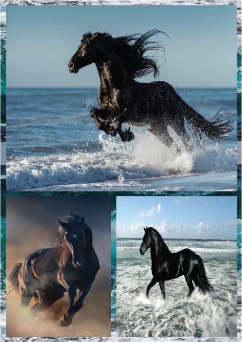 Aesthetic Horses, Animal Collage, Friesian Horses, Horse Artwork, Petting Zoo, Friesian Horse, Beautiful Collage, Horse Pictures, Zoo Animals