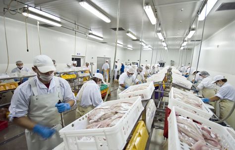 Fish processing factory. A fish processing factory, general view of the hall wit , #ad, #general, #view, #hall, #fish, #Fish #ad Fish Factory, Fish Knife, Fish Fish, Hand Images, Free Art, Art Pictures, Stock Images Free, Stock Photography, Photo Image