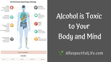 Alcohol is Toxic to Your Body and Mind - Respectful Living How To Stop Drink Alcohol, Stop Drink Alcohol, Squamous Cell, Quit Drinking, Plant Based Nutrition, The Immune System, Body Organs, Gut Microbiome