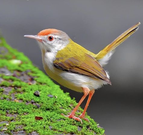 Tailor Bird, Unique Bird Houses, Common Birds, Kinds Of Birds, Colorful Fish, Pretty Birds, Bird Photo, July 25, Colorful Birds