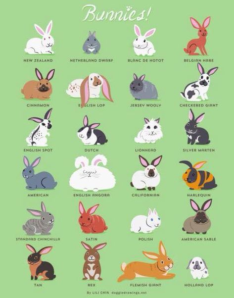 We present to you a chart of bunnies. Diy Pour Lapin, Tapsi Hapsi, Animal Chart, Bunnies Art, Pet Rabbit Care, Lapin Art, Pet Bunny Rabbits, Raising Rabbits, Rabbit Breeds