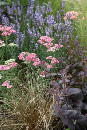 Garden Ideas, Border ideas, Perennial Planting, Perennial combination, Summer Borders, Lavender Munstead, Munstead Lavender, Achillea Pink Grapfruit, Sedum Purple Emperor, Carex Flagellifera, drought tolerant border Sedum Garden, Yarrow Plant, Front Landscape, Drought Tolerant Garden, Prairie Garden, Meadow Garden, Border Plants, Garden Shrubs, Low Maintenance Garden