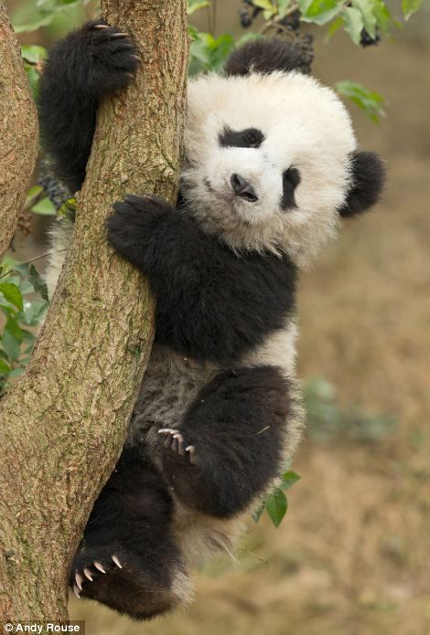 Baby Panda Bears, Panda Art, Bear Pictures, Panda Love, Giant Panda, Baby Panda, Cute Animal Photos, Cute Panda, Animal Tattoos